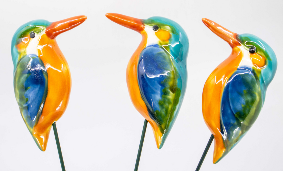 Kingfisher Bird