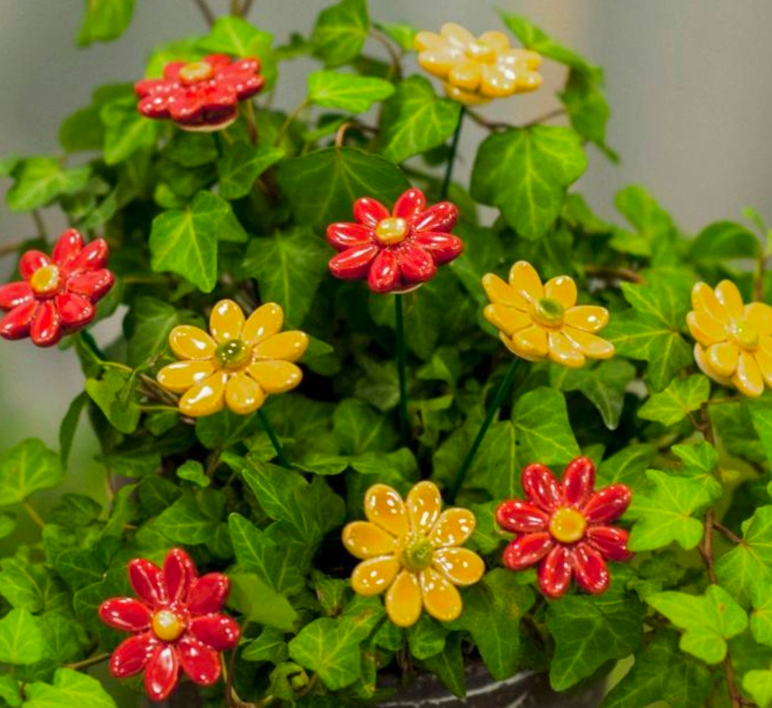 Red Daisy