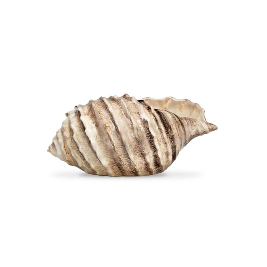 Medium Swirled Serving Shell