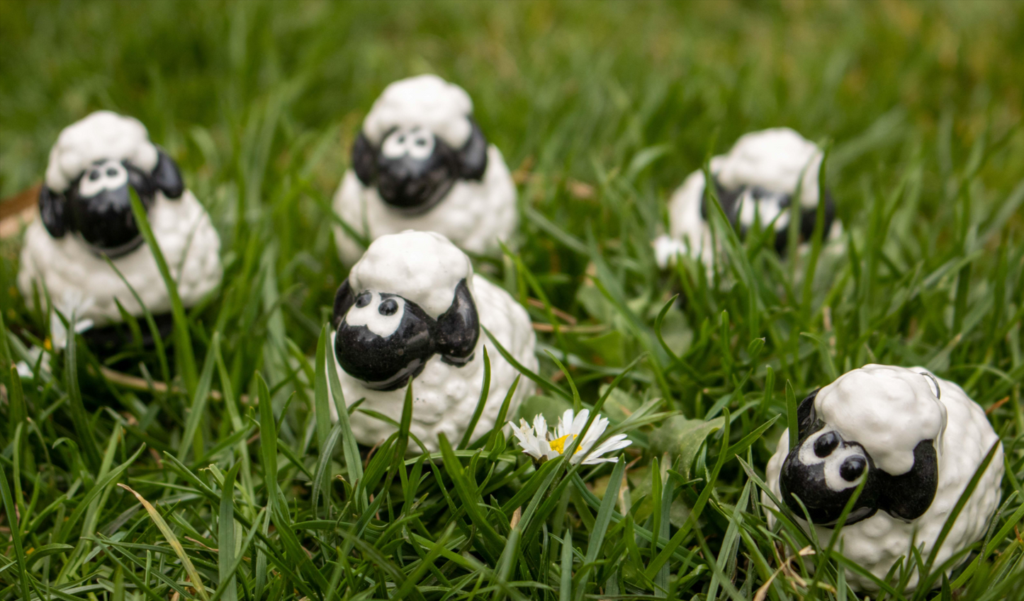 Sheep