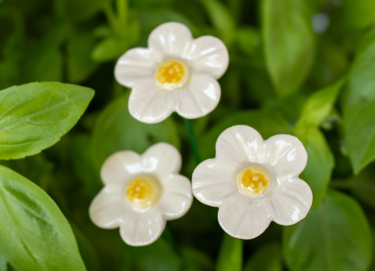 Strawberry Flower