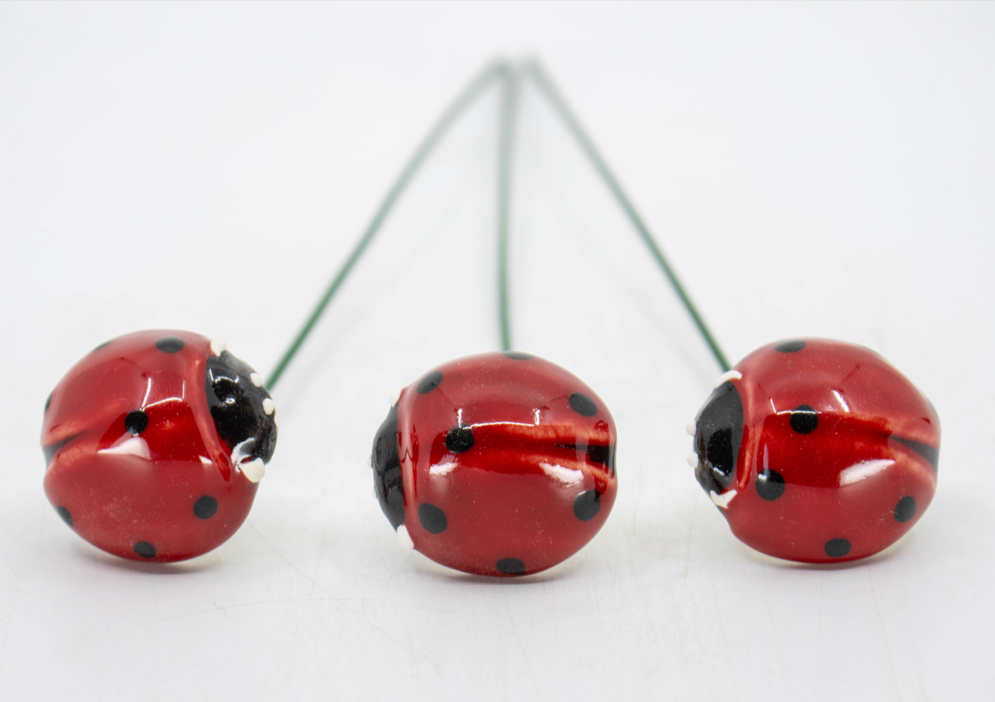 Ladybug