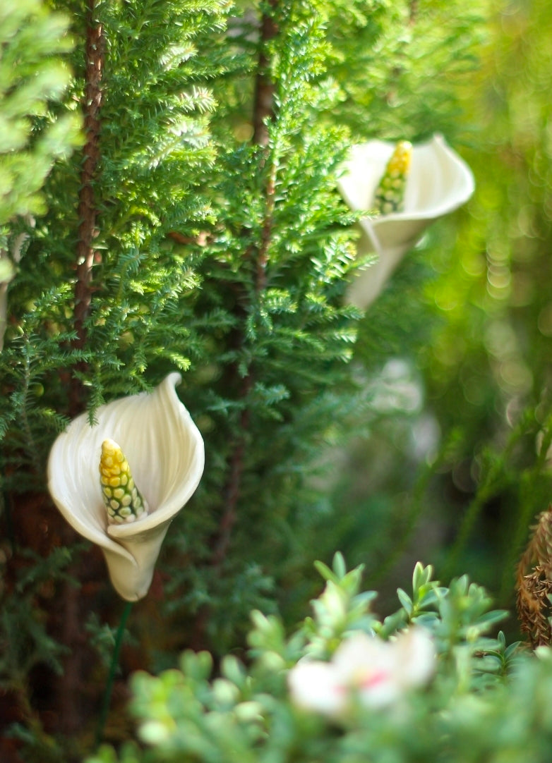 White Calla Lily