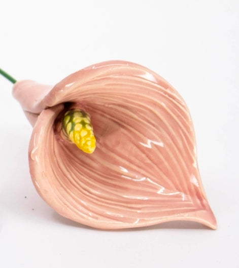 Pink Calla Lily