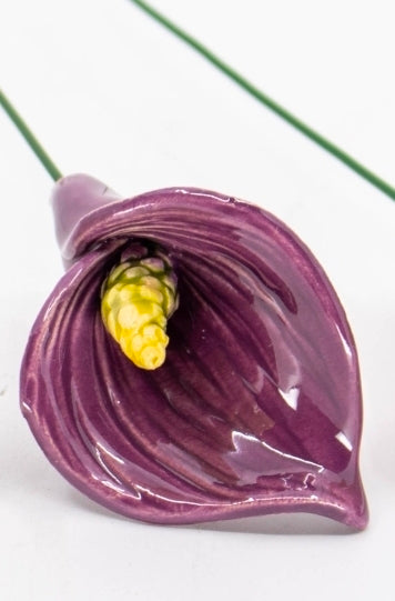 Purple Calla Lily
