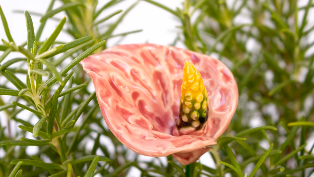 Pink Anthurium