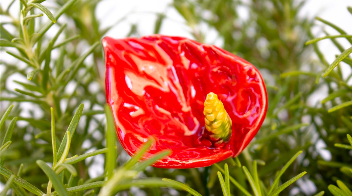 Red Anthurium