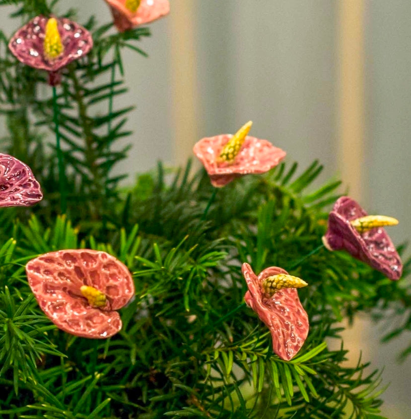 Pink Anthurium