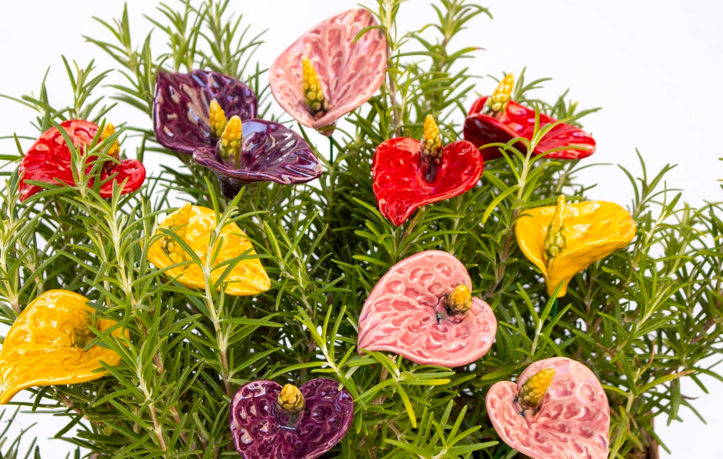 Red Anthurium
