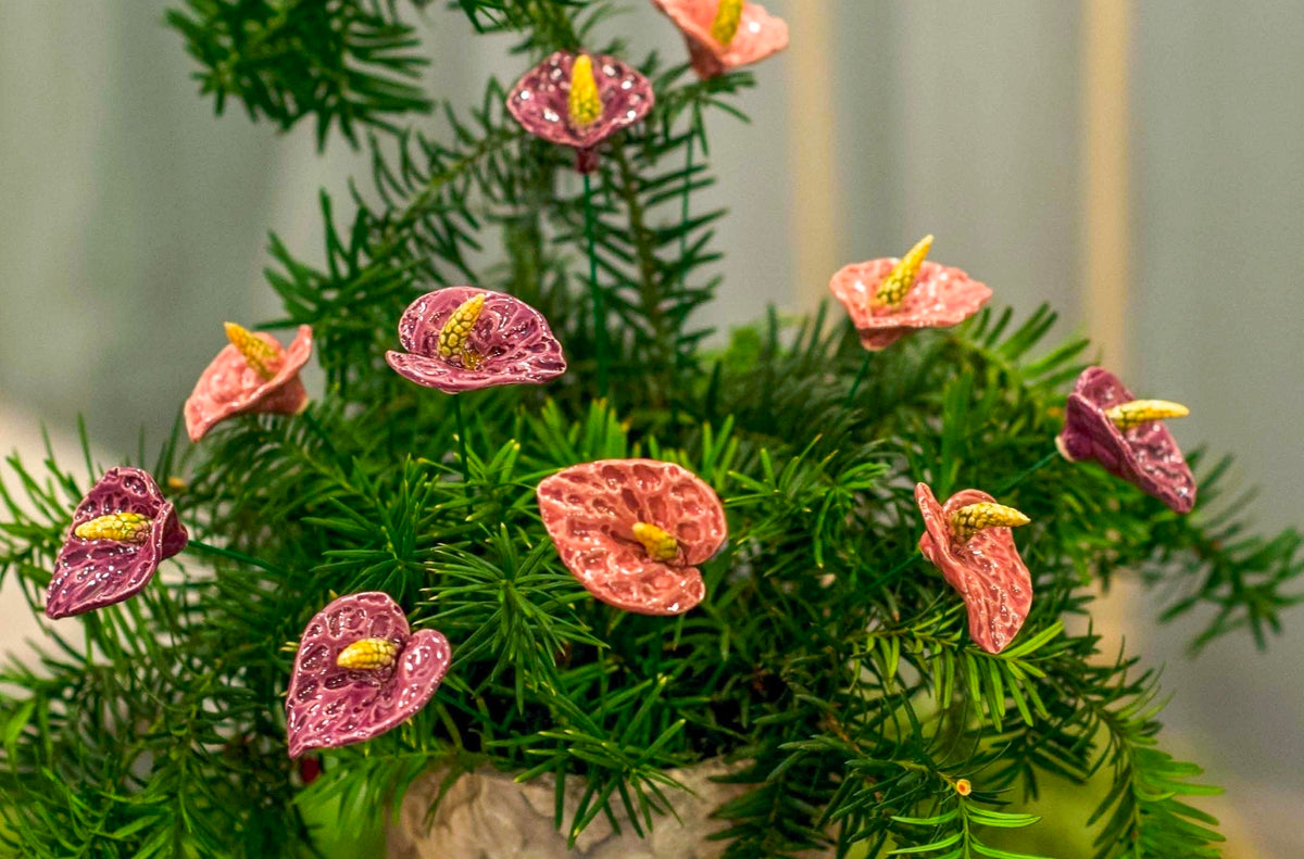 Pink Anthurium
