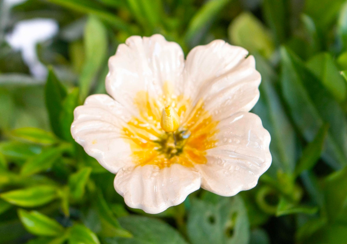 White Hibiscus
