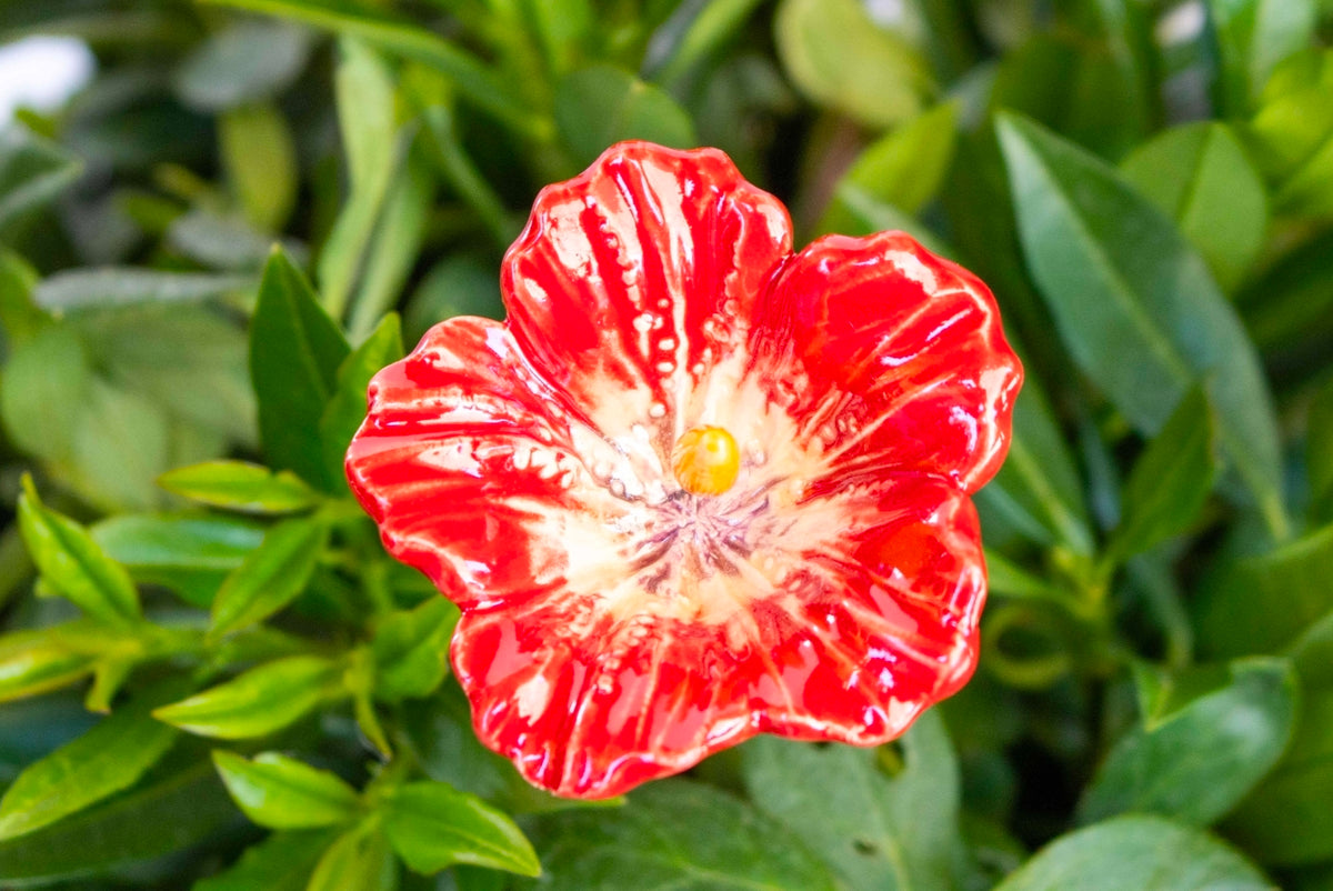 Red Hibiscus