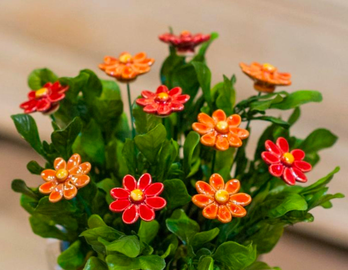 Orange Daisy