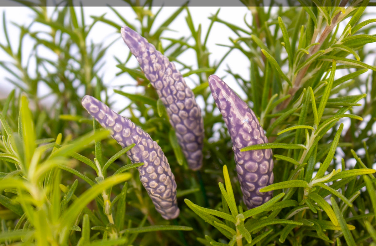 Lavender Flower