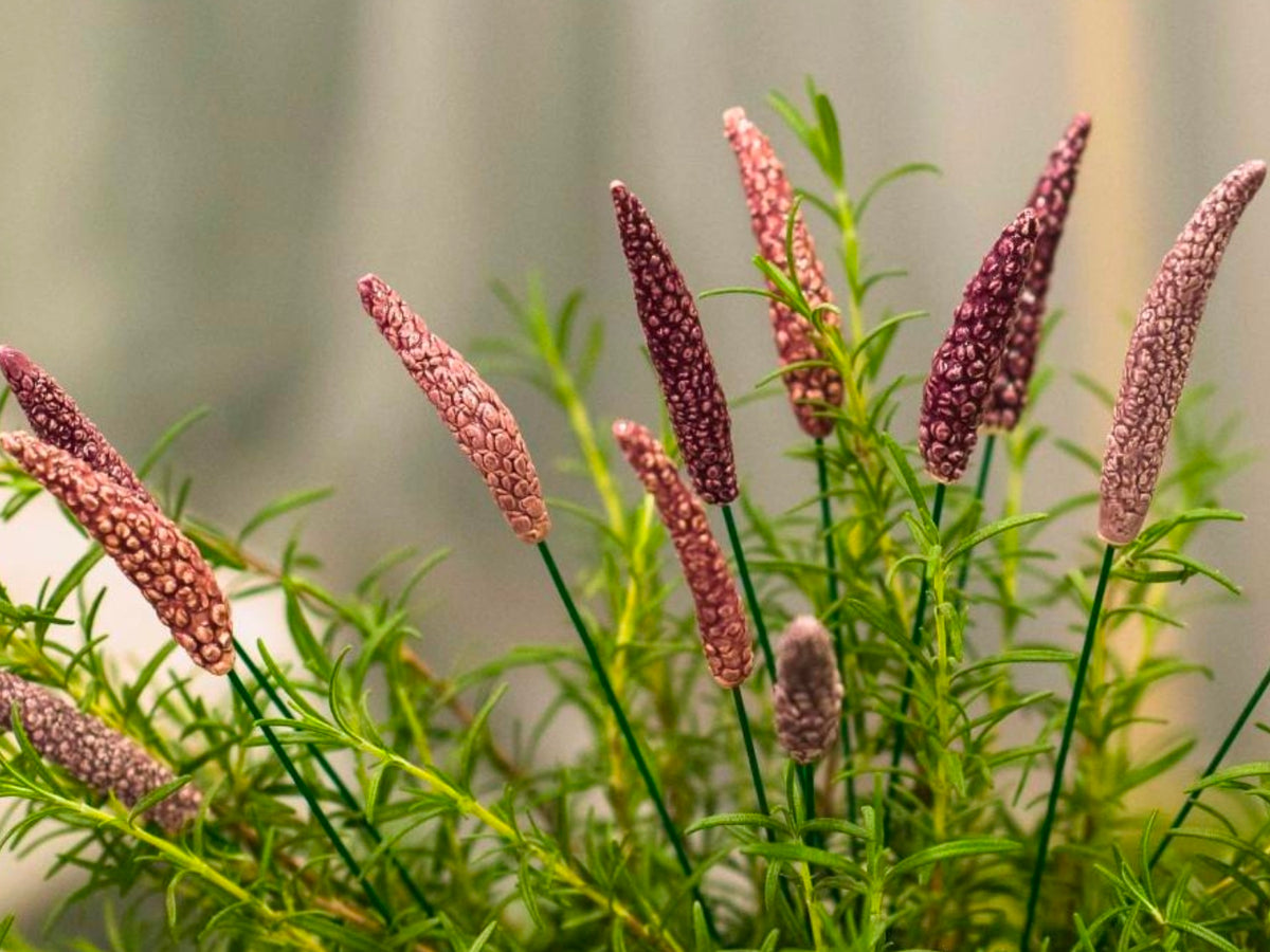 Lavender Flower