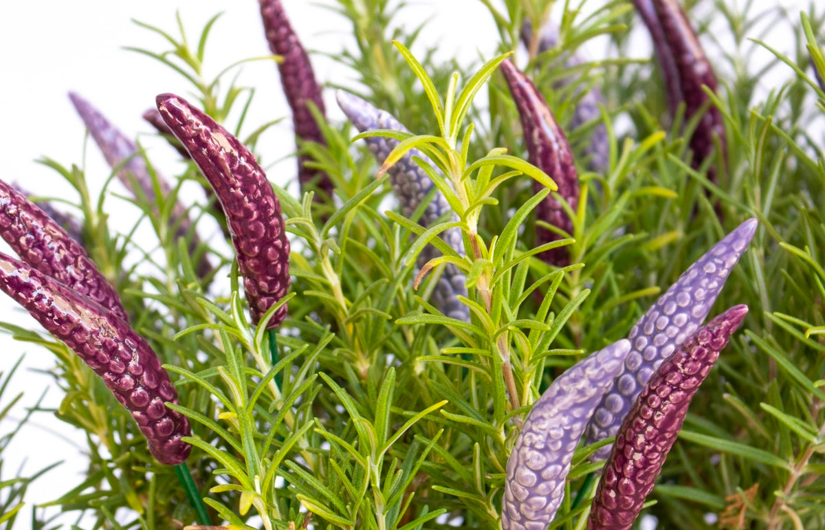 Lavender Flower