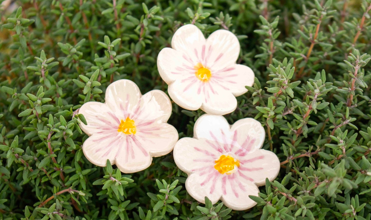 White African Violet