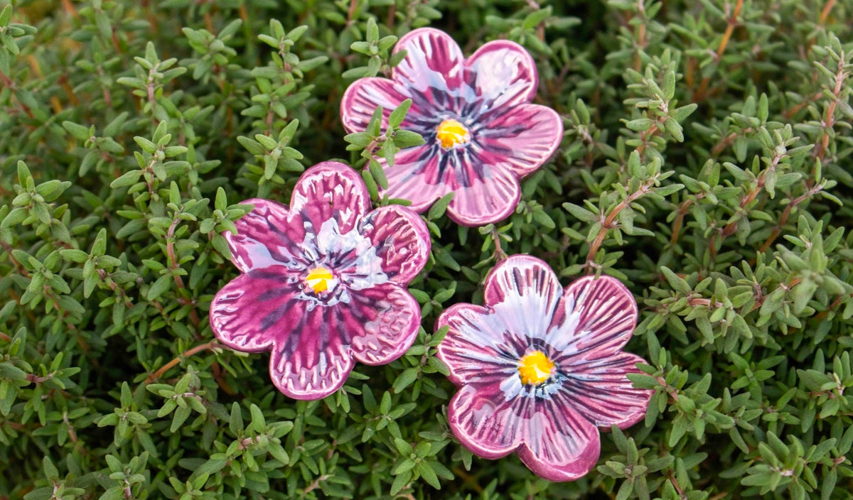 Purple African Violet