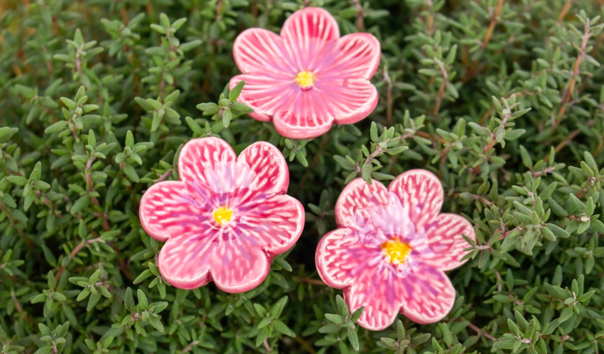 Pink African Violet