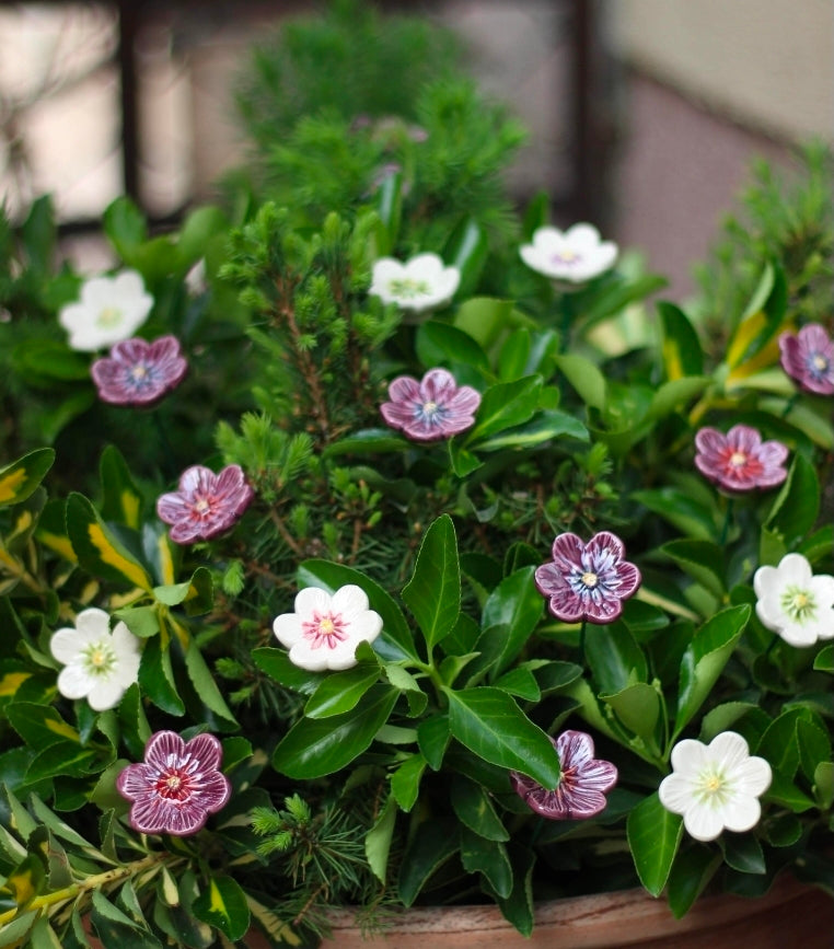 White African Violet