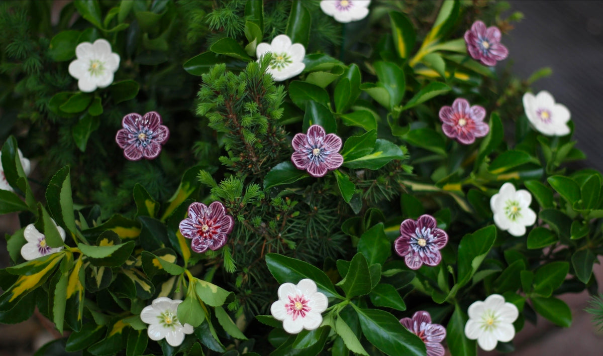 White African Violet